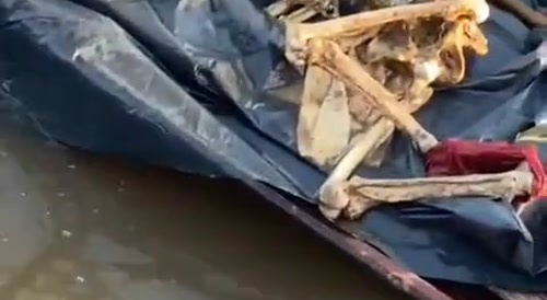 Fat Fish Mystery Solved