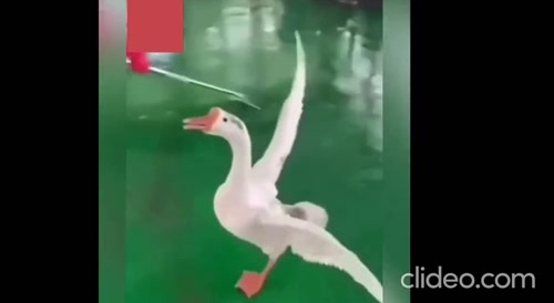 Goose vs. tiger...