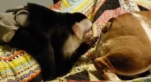 monkey puts hand in dog's ass