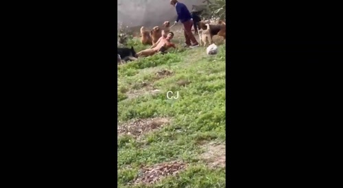 Thief tried to rob an old woman's house and was attacked by her 15 dogs