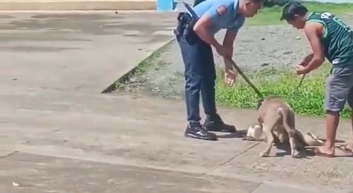 Big dog vs. small dog