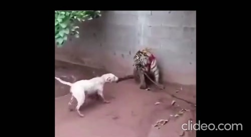 Pitbull vs. baby tiger...