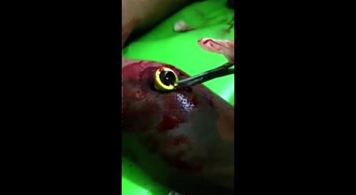 Removal of large non-lethal rubber bullet thingamajig