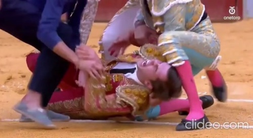 Portuguese bullfighter Joao D'Alva is gored by bull...