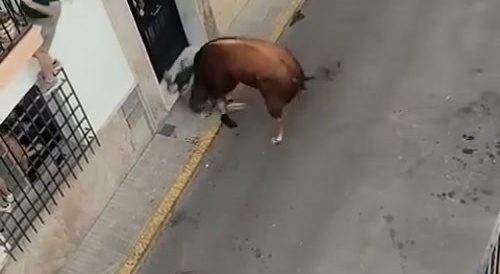 Bull Gets One Real Good