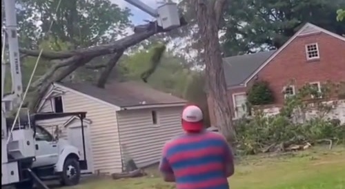 The Tree Wins.
