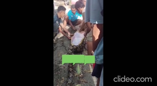 Man was eaten by anaconda in Asian country...