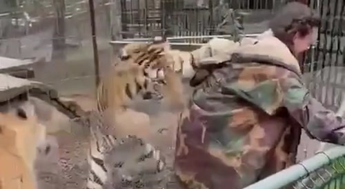 Tiger attacks zoo veterinarian in Mexico...
