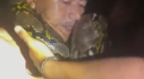 Python Prey
