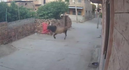 The bull took its revenge.