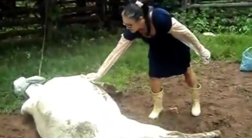 mulher Leva coice da vaca