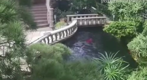 Drowning In A Koi Pond Is Kind Of Sad...