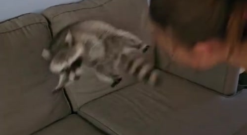 Bouncing Rabies
