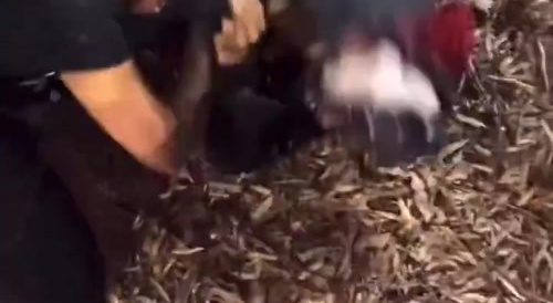 Ratchet Gets Head Stomped by Wretched Ratchets