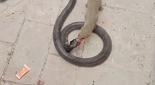 King Cobra v Mongoose