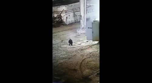 Meanwhile in russia