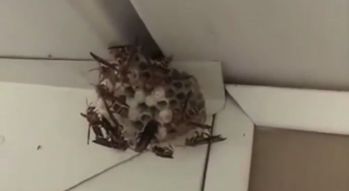 Pest control