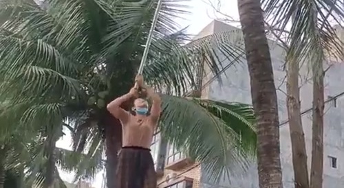coconut falls on woman's head