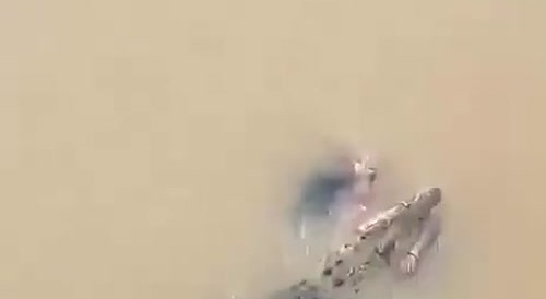 Horny Crocodile Scores