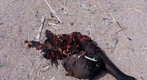 Female Suicide Bombers