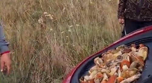 Ukrainians caught stealing mushrooms in Poland