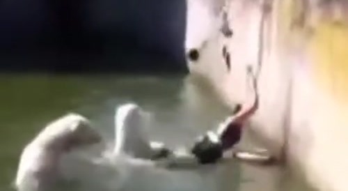 The Rescue Of A Stupid Bitch