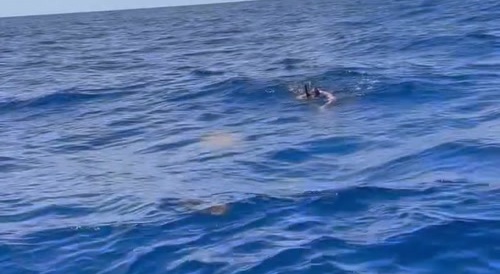 a fool is mauled by sharks in open water