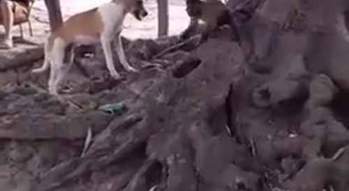 monkey hits dog on the head with a stick
