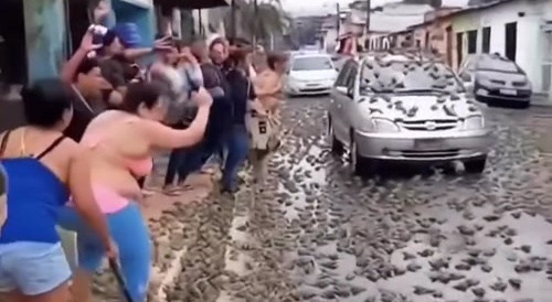 Frog falling from sky