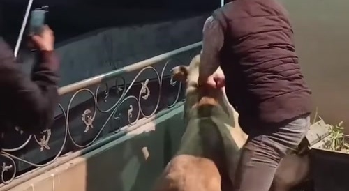 Pet lion attacks Indianman