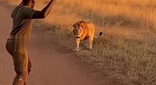 Facing an unarmed lion, what could possibly go wrong?