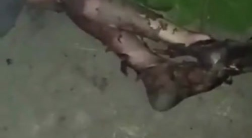 Paco needs your help