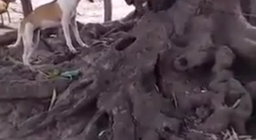 The monkey hits the dog on the head with a stick.