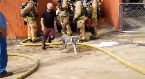 #1 Animal Save Of All Time