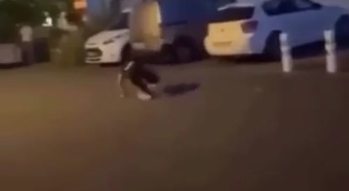 He Looks Confused Like a Rat