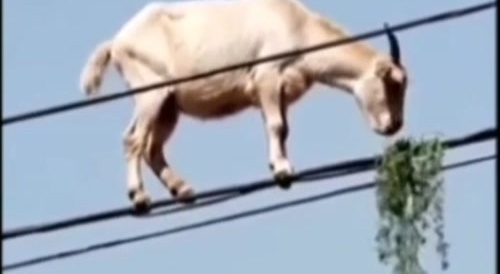 How did that goat end up there?