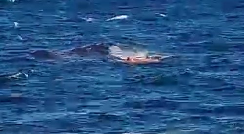 What Bait Is He Using?