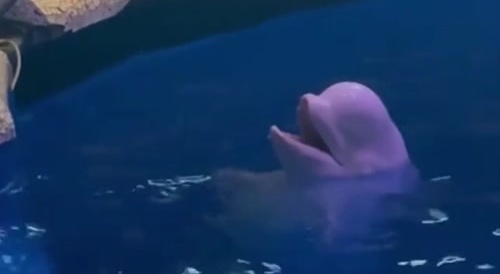 Beluga Puts Out Smoke