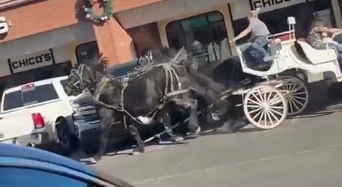 Horses lose their minds and rampage