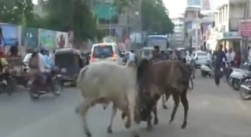 Bull Kills Biker In India