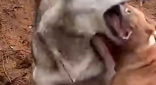 Pitbull fight wolf
