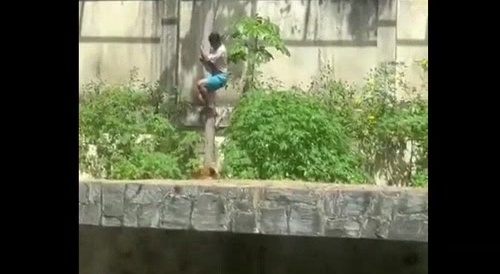 Man Casually Slides Down A Tree Into A Lions Den At The Zoo