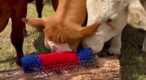 Installing a cow scratcher
