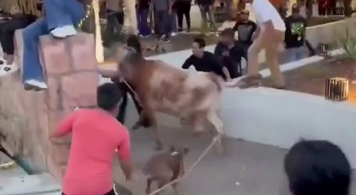 Bull Takes Girl For A Ride