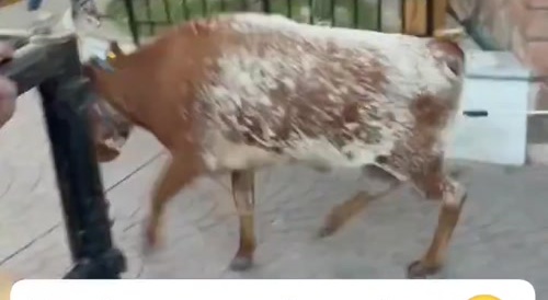 Animal, possibly a bull, goes nuts on girl