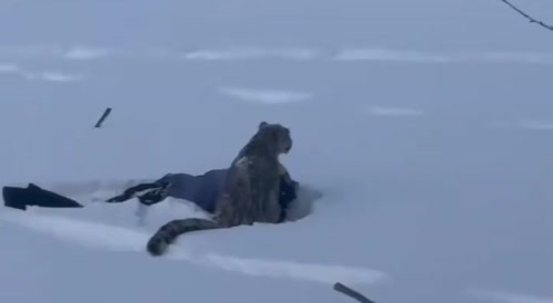 Snow Leopard Attacks Skier - wanted a Selfie