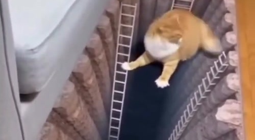 Cats Are The Smartest