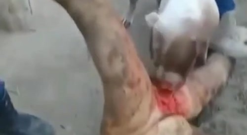 pitbull eating a rapist's balls