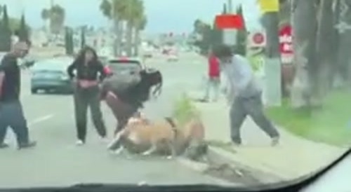 Dog Chews Hand While Crackheads Fight