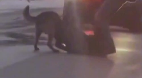 Police K-9 Loves Dark Meat